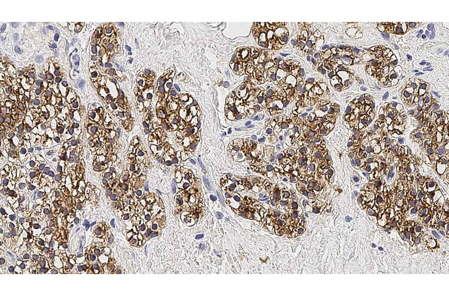 Immunohistochemistry - Anti-Parathyroid Hormone Antibody [105G7] (A320621) - Antibodies.com