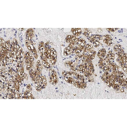 Immunohistochemistry - Anti-Parathyroid Hormone Antibody [105G7] (A320621) - Antibodies.com