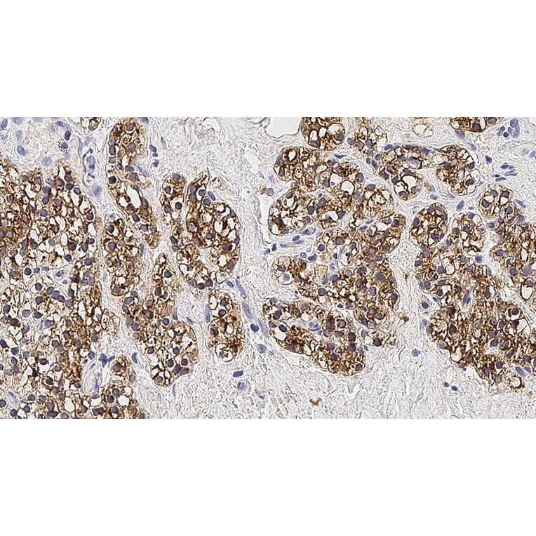 Immunohistochemistry - Anti-Parathyroid Hormone Antibody [105G7] (A320621) - Antibodies.com