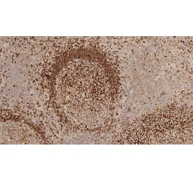 Immunohistochemistry - Anti-Human IgM Antibody [8H6] (A320627) - Antibodies.com