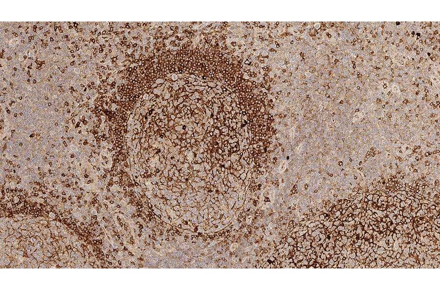 Immunohistochemistry - Anti-Human IgM Antibody [8H6] (A320627) - Antibodies.com