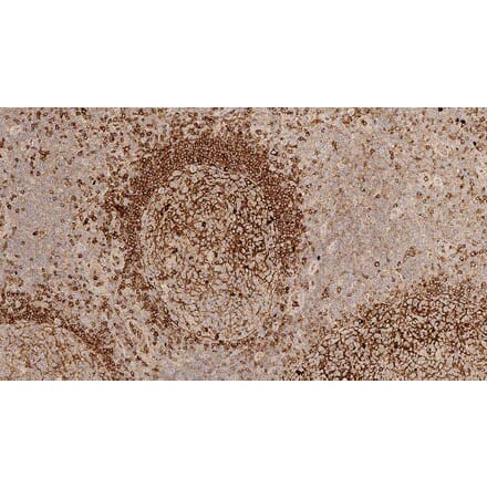 Immunohistochemistry - Anti-Human IgM Antibody [8H6] (A320627) - Antibodies.com