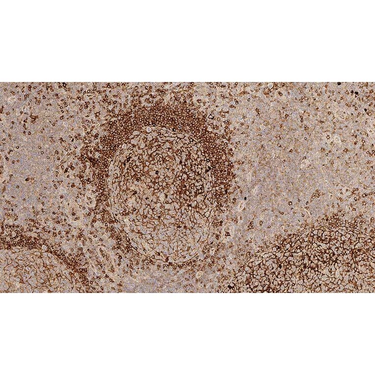 Immunohistochemistry - Anti-Human IgM Antibody [8H6] (A320627) - Antibodies.com