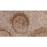 Immunohistochemistry - Anti-Human IgM Antibody [8H6] (A320627) - Antibodies.com