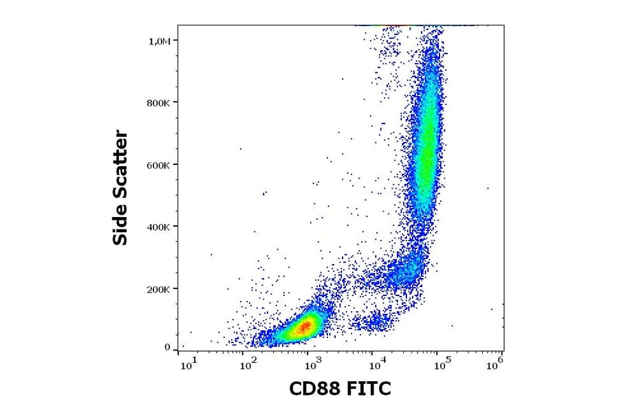 Flow Cytometry - Anti-C5a-R Antibody [S5/1] (FITC) (A320649)