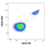 Flow Cytometry - Anti-CD37 Antibody [MB-1] (PE) (A320715)