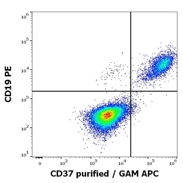 Flow Cytometry - Anti-CD37 Antibody [MB-1] (A320716)