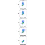 Flow Cytometry - Anti-KIR3DL3 Antibody [CH21] (A320767)