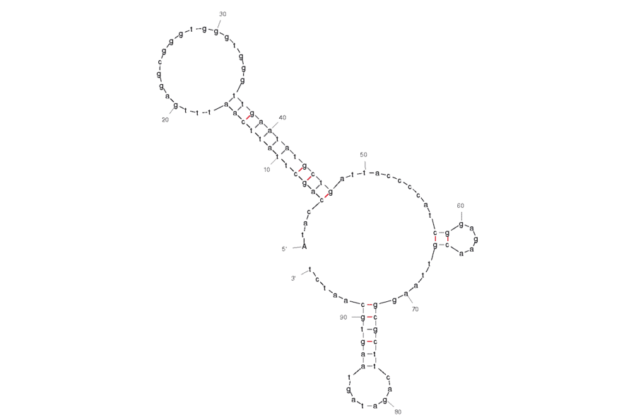 Secondary Structure - Anti-Ethanolamine Aptamer [14.3] (Biotin) (A320808) - Antibodies.com