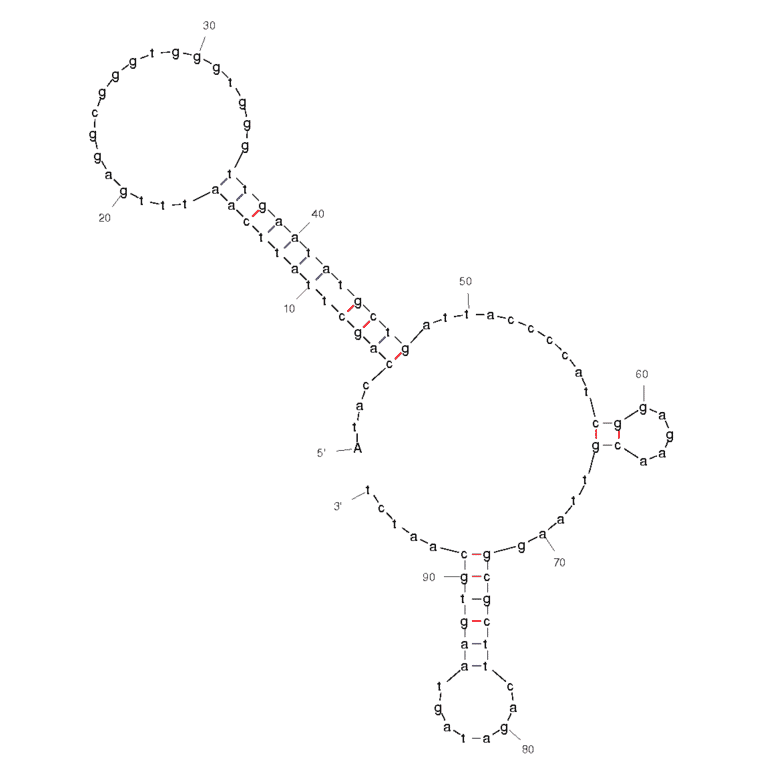 Secondary Structure - Anti-Ethanolamine Aptamer [14.3] (Biotin) (A320808) - Antibodies.com