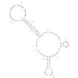 Secondary Structure - Anti-Ethanolamine Aptamer [14.3] (Biotin) (A320808) - Antibodies.com