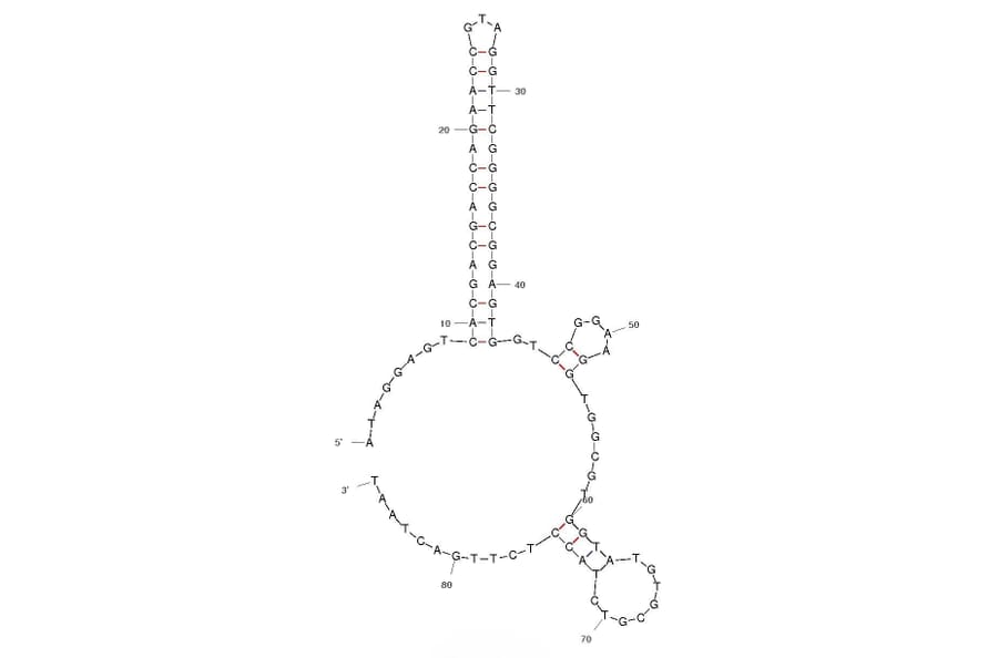 Secondary Structure - Anti-Ricin Aptamer [C5] (Biotin) (A320809) - Antibodies.com