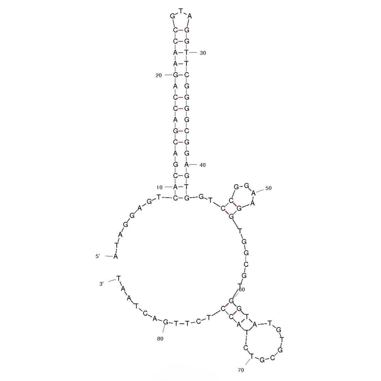 Secondary Structure - Anti-Ricin Aptamer [C5] (Biotin) (A320809) - Antibodies.com