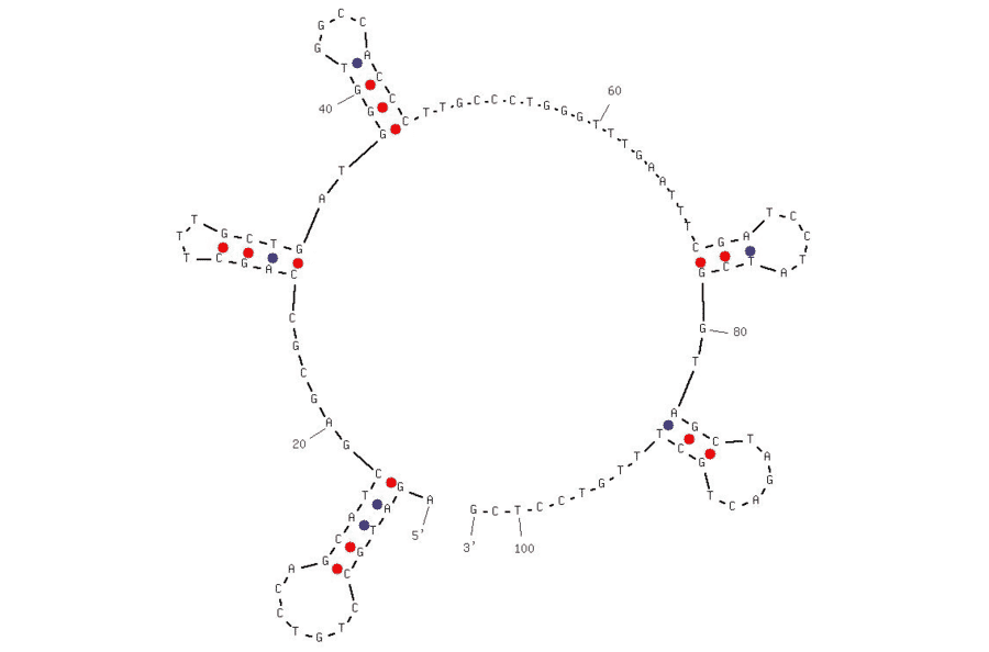 Secondary Structure - Anti-HGF Aptamer [H38-15] (Biotin) (A320810) - Antibodies.com