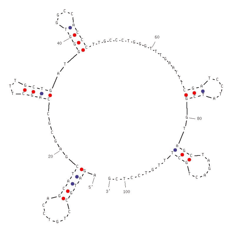 Secondary Structure - Anti-HGF Aptamer [H38-15] (Biotin) (A320810) - Antibodies.com