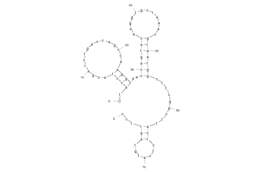 Secondary Structure - Anti-L-Selectin Aptamer [LD201] (Biotin) (A320811) - Antibodies.com