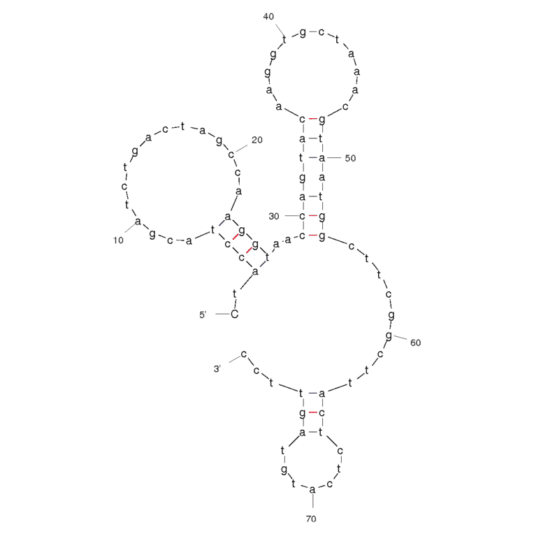 Secondary Structure - Anti-L-Selectin Aptamer [LD201] (Biotin) (A320811) - Antibodies.com