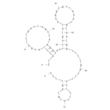Secondary Structure - Anti-L-Selectin Aptamer [LD201] (Biotin) (A320811) - Antibodies.com