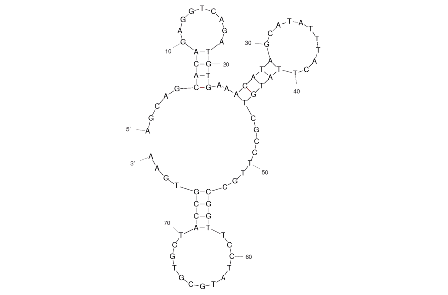 Secondary Structure - Anti-Human IgE Aptamer [4.4.12] (Biotin) (A320812) - Antibodies.com
