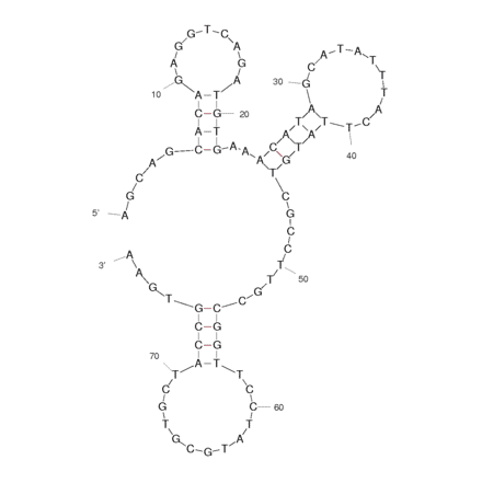 Secondary Structure - Anti-Human IgE Aptamer [4.4.12] (Biotin) (A320812) - Antibodies.com
