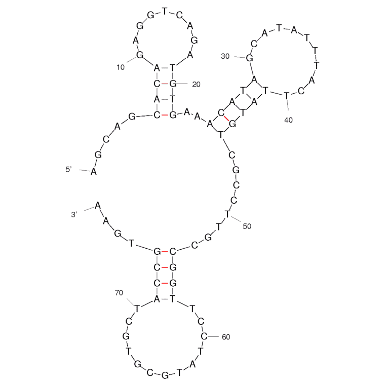Secondary Structure - Anti-Human IgE Aptamer [4.4.12] (Biotin) (A320812) - Antibodies.com