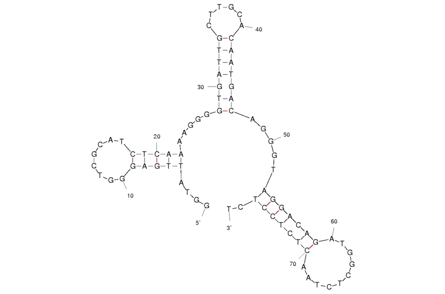 Secondary Structure - Anti-TTF1 Aptamer (Biotin) (A320813) - Antibodies.com