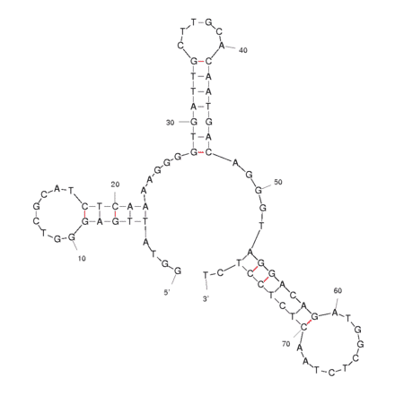 Secondary Structure - Anti-TTF1 Aptamer (Biotin) (A320813) - Antibodies.com