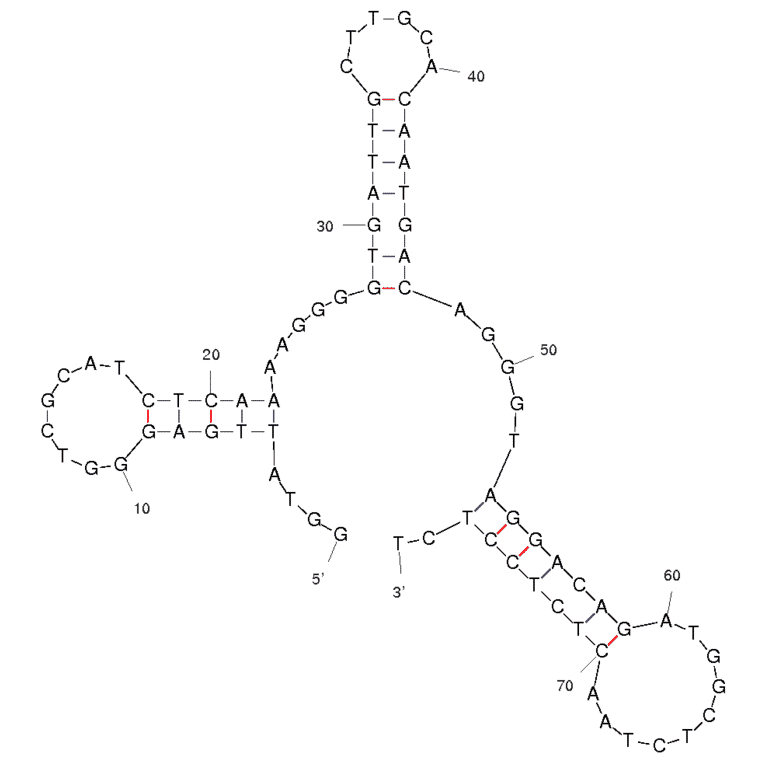 Secondary Structure - Anti-TTF1 Aptamer (Biotin) (A320813) - Antibodies.com