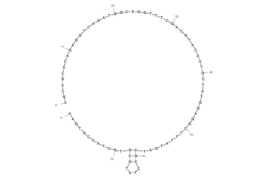 Secondary Structure - Anti-HIV1 Reverse Transcriptase Aptamer [4.3] (Biotin) (A320814) - Antibodies.com