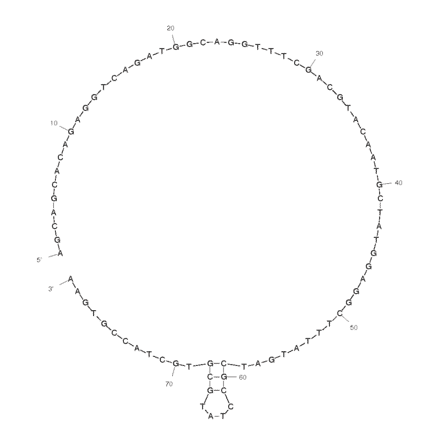 Secondary Structure - Anti-HIV1 Reverse Transcriptase Aptamer [4.3] (Biotin) (A320814) - Antibodies.com