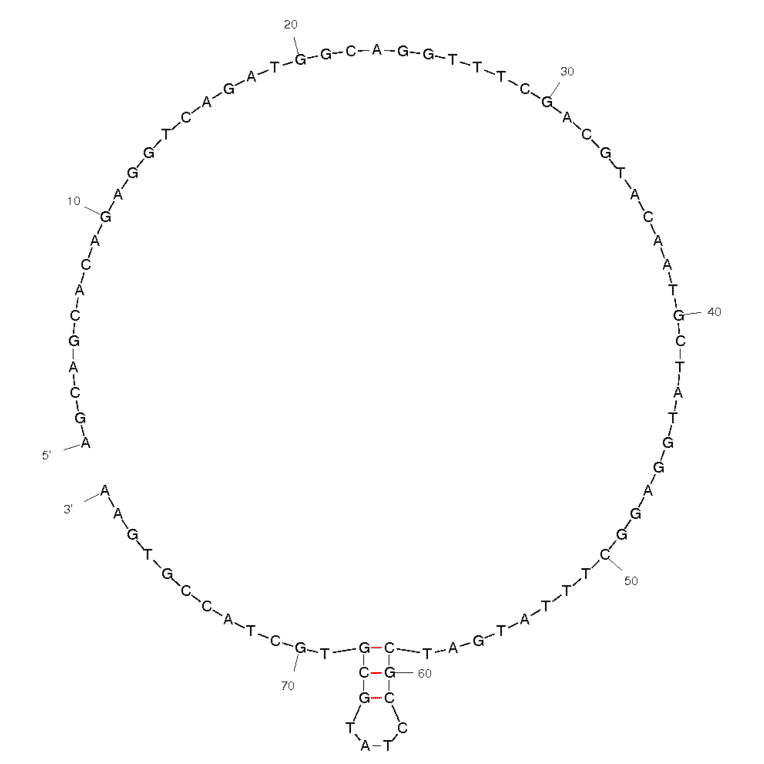 Secondary Structure - Anti-HIV1 Reverse Transcriptase Aptamer [4.3] (Biotin) (A320814) - Antibodies.com