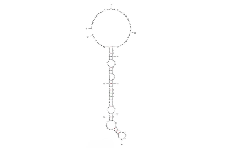 Secondary Structure - Anti-Streptavidin Aptamer [31] (Biotin) (A320815) - Antibodies.com