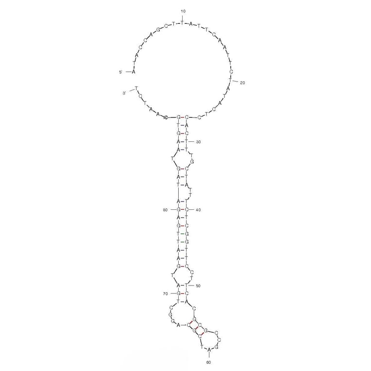 Secondary Structure - Anti-Streptavidin Aptamer [31] (Biotin) (A320815) - Antibodies.com