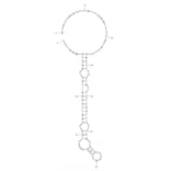 Secondary Structure - Anti-Streptavidin Aptamer [31] (Biotin) (A320815) - Antibodies.com