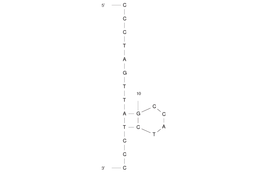 Secondary Structure - Anti-HIV-1 Aptamer [B22-19] (Biotin) (A320816) - Antibodies.com