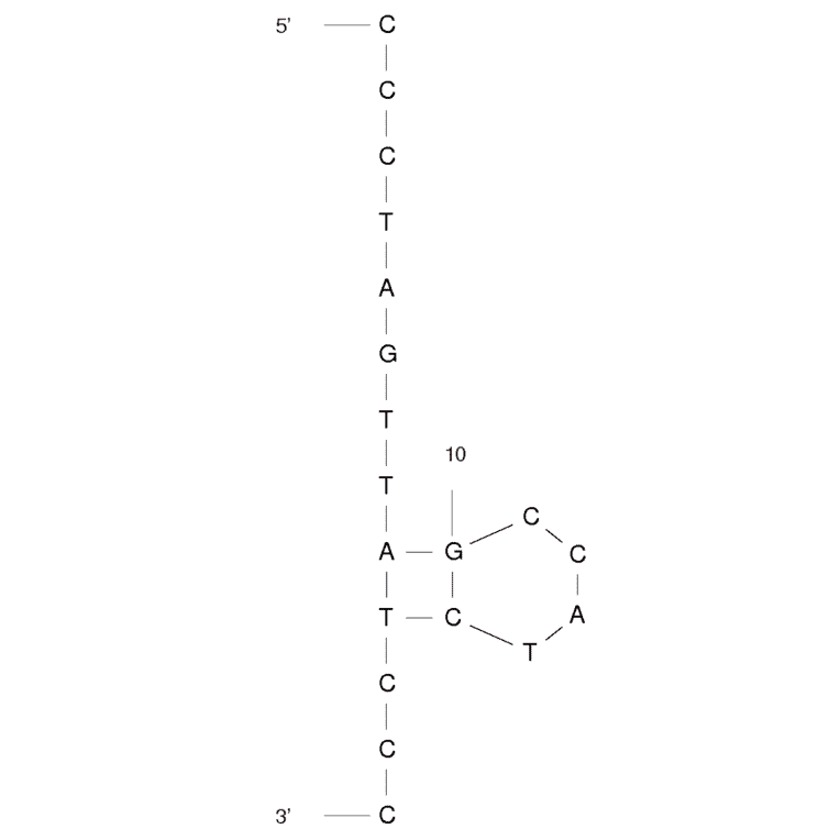Secondary Structure - Anti-HIV-1 Aptamer [B22-19] (Biotin) (A320816) - Antibodies.com