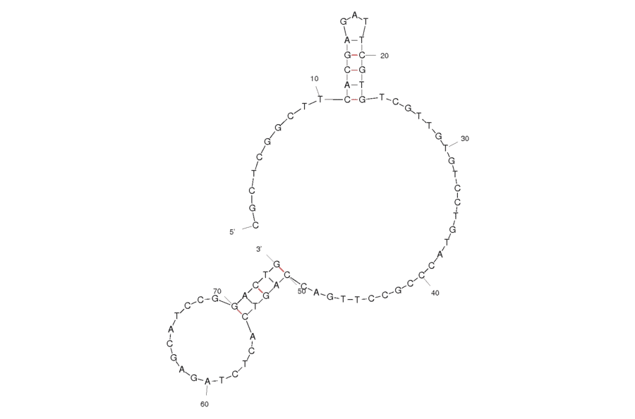 Secondary Structure - Anti-TGF Aptamer [T18_1_3] (Biotin) (A320817) - Antibodies.com