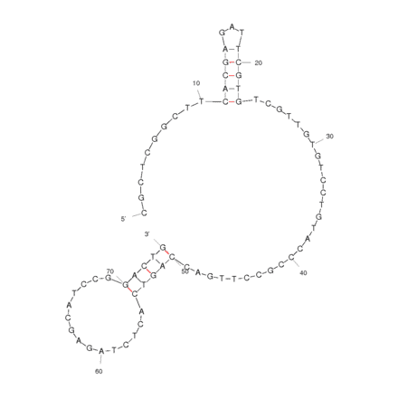 Secondary Structure - Anti-TGF Aptamer [T18_1_3] (Biotin) (A320817) - Antibodies.com