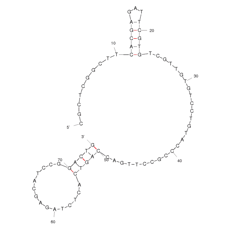 Secondary Structure - Anti-TGF Aptamer [T18_1_3] (Biotin) (A320817) - Antibodies.com