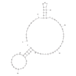 Secondary Structure - Anti-TGF Aptamer [T18_1_3] (Biotin) (A320817) - Antibodies.com