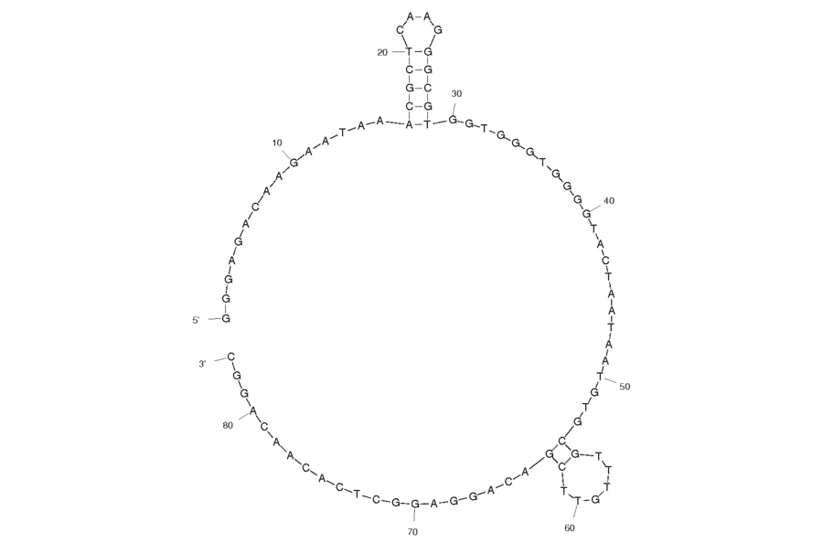 Secondary Structure - Anti-Hepatitis C Virus RdRp Aptamer [r10/43] (Biotin) (A320818) - Antibodies.com