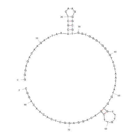 Secondary Structure - Anti-Hepatitis C Virus RdRp Aptamer [r10/43] (Biotin) (A320818) - Antibodies.com