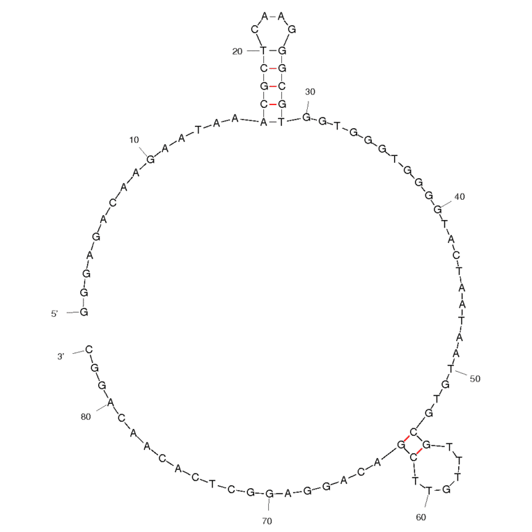 Secondary Structure - Anti-Hepatitis C Virus RdRp Aptamer [r10/43] (Biotin) (A320818) - Antibodies.com