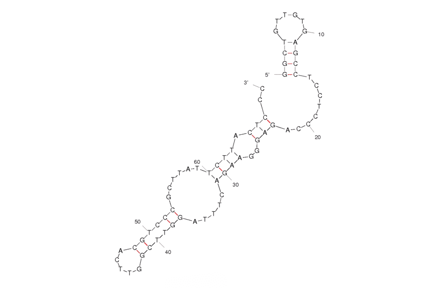 Secondary Structure - Anti-Tenascin C Aptamer [GBI-10] (Biotin) (A320819) - Antibodies.com