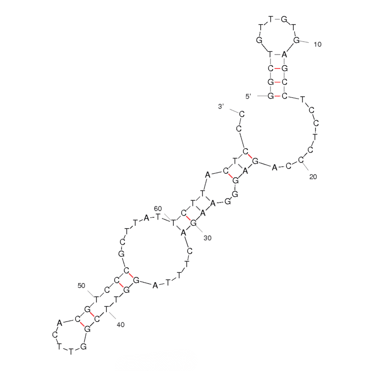 Secondary Structure - Anti-Tenascin C Aptamer [GBI-10] (Biotin) (A320819) - Antibodies.com