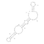 Secondary Structure - Anti-Tenascin C Aptamer [GBI-10] (Biotin) (A320819) - Antibodies.com