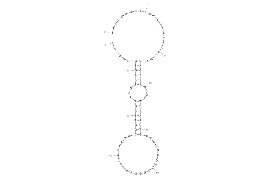 Secondary Structure - Anti-Acute Lymphoblastic Leukemia (CCRF-CEM) Aptamer [sgc8] (Biotin) (A320820) - Antibodies.com