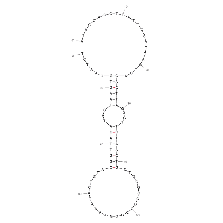 Secondary Structure - Anti-Acute Lymphoblastic Leukemia (CCRF-CEM) Aptamer [sgc8] (Biotin) (A320820) - Antibodies.com