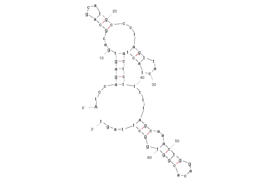Secondary Structure - Anti-Acute Myeloid Leukemia Cells (HL60) Aptamer [KH1C12] (Biotin) (A320822) - Antibodies.com