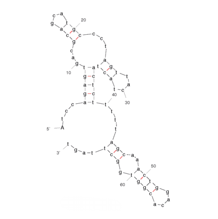 Secondary Structure - Anti-Acute Myeloid Leukemia Cells (HL60) Aptamer [KH1C12] (Biotin) (A320822) - Antibodies.com